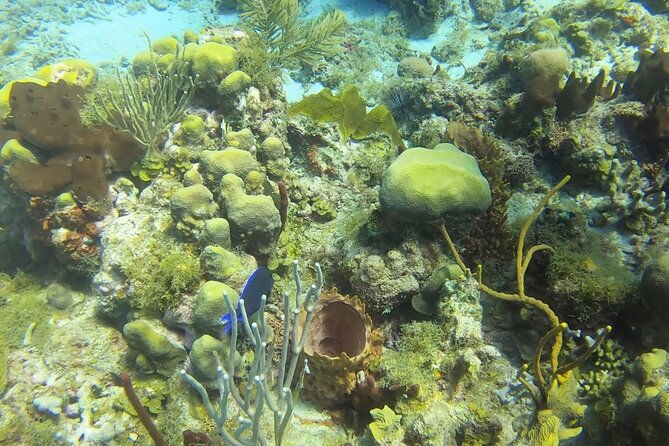 catalina-island-diving-tour