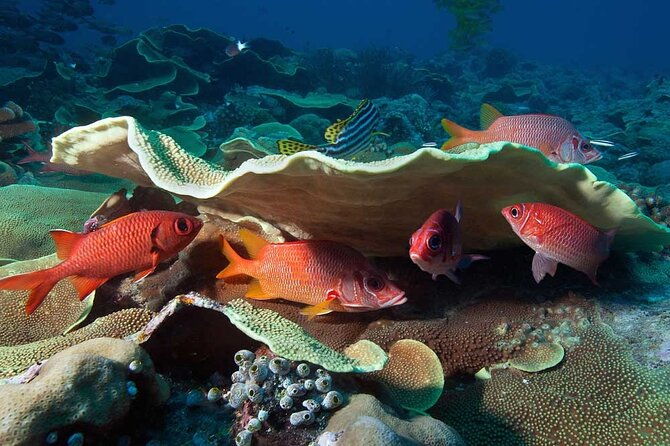catalina-island-diving-tour
