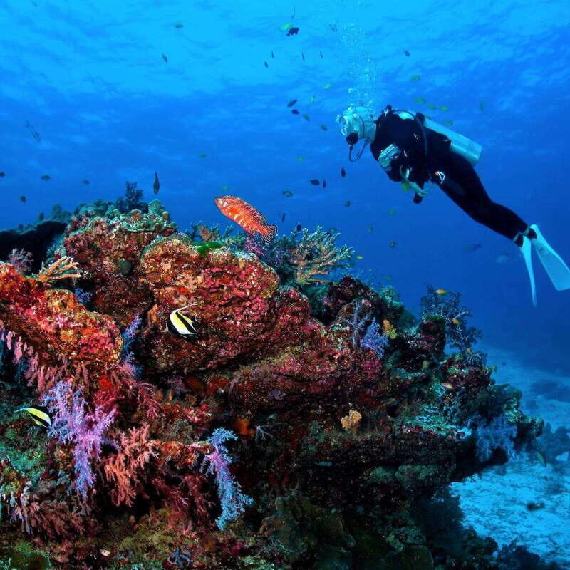 Catalina Island Full-Day Diving Tour + Lunch from Punta Cana - Key Points