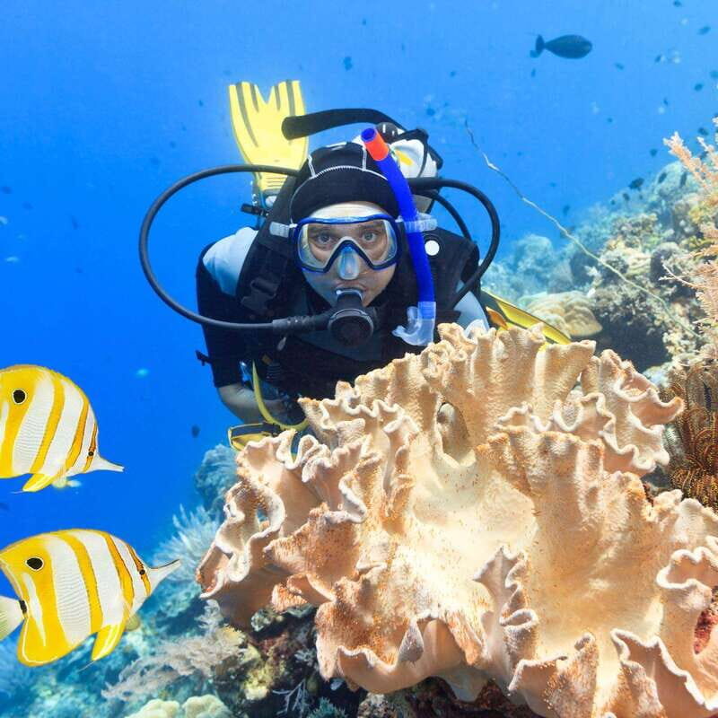 Catalina Island Full-Day Diving Tour + Lunch from Punta Cana - What to Expect from the Tour