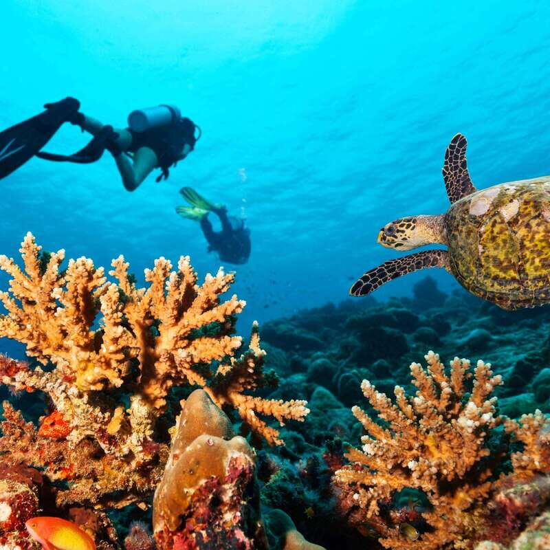Catalina Island Full-Day Diving Tour + Lunch from Punta Cana - Who Should Consider This Tour?