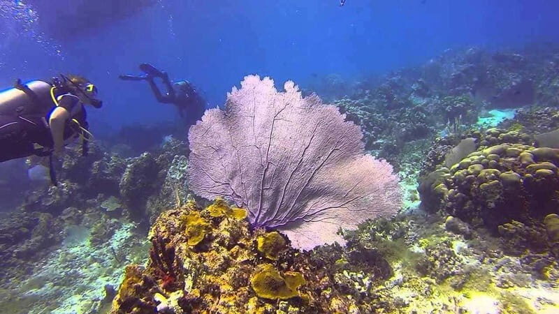Catalina Island Full-Day Diving Tour + Lunch from Punta Cana - FAQ