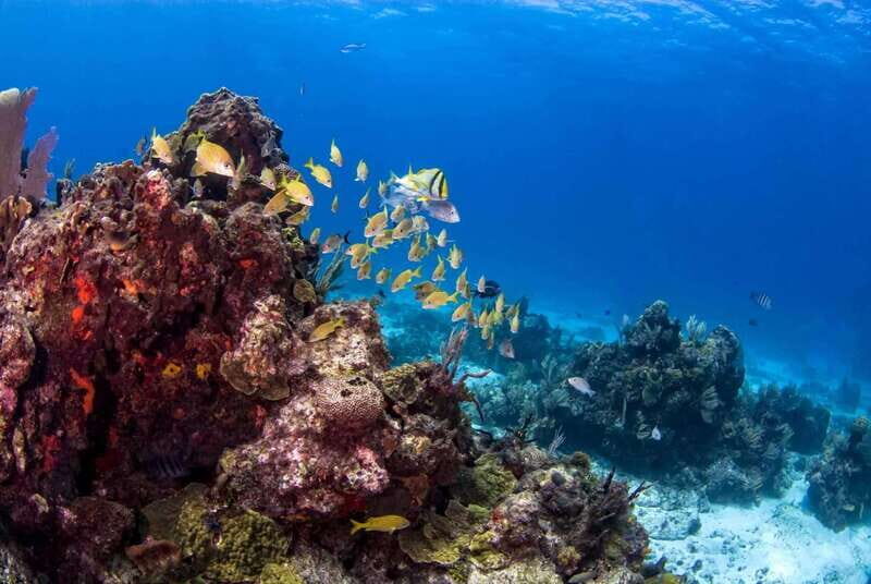 Catalina Island Full-Day Snorkeling + Lunch from Punta Cana - The Balance of Price and Value