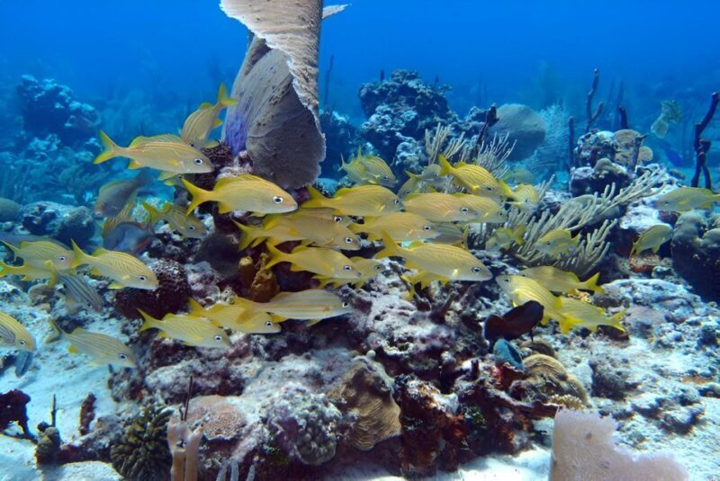 Catalina Island Full-Day Snorkeling + Lunch from Punta Cana - FAQs