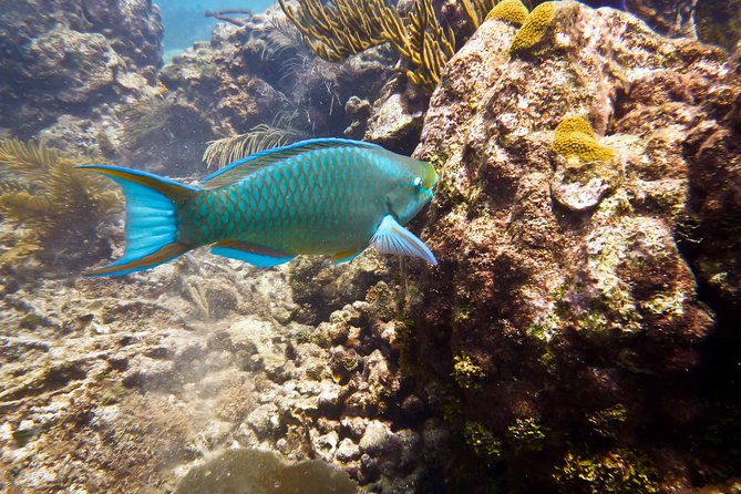 catalina-island-scuba-diving-amazing-full-day-tour