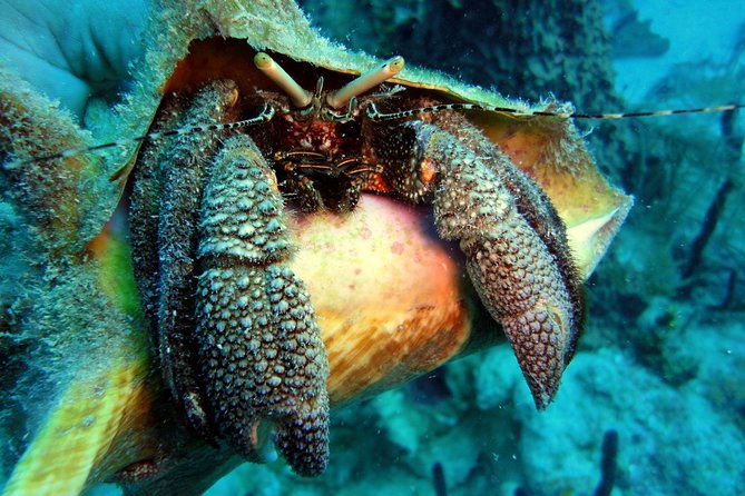 catalina-island-scuba-diving-amazing-full-day-tour