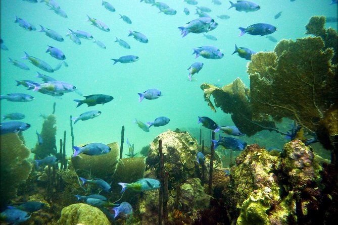 catalina-island-scuba-diving-amazing-full-day-tour