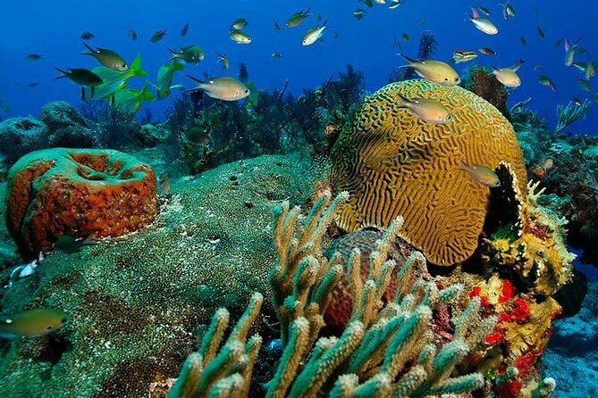 catalina-island-tour-with-snorkelling-and-lunch