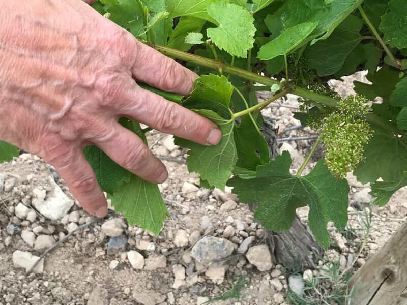 catalonia-unique-bespoke-wine-cellar-visits