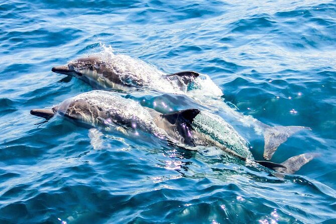 catamaran-cruise-to-dia-island-with-meal-and-water-activities