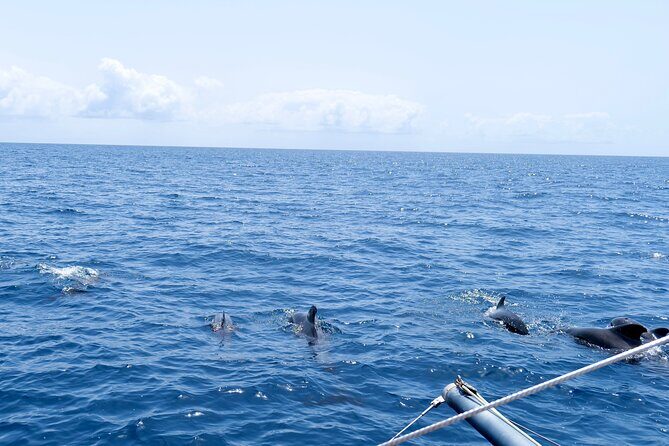 Catamaran Half Day - Beautiful day on the Atlantic Ocean - Food and Drinks