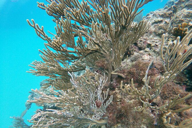 catamaran-party-cruise-with-snorkeling-bbq