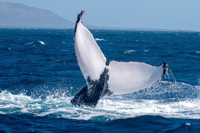 Catamaran Sailing Tour or Whale Watching at Boa Vista - The Experience on Board