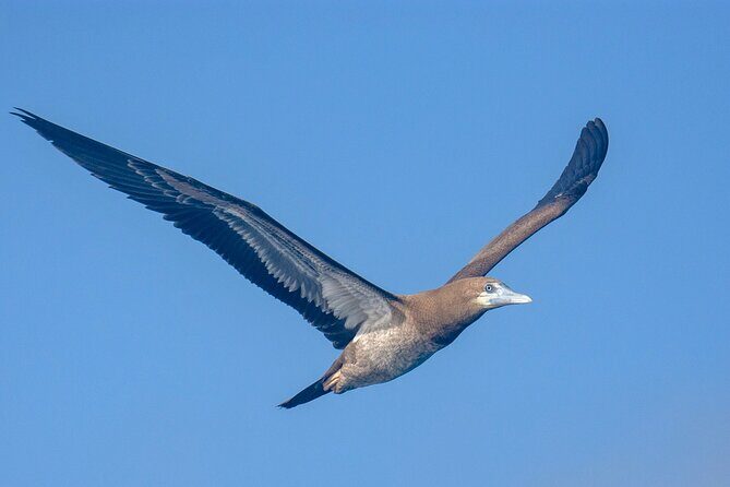 Catamaran Sailing Tour or Whale Watching at Boa Vista - Value for Money