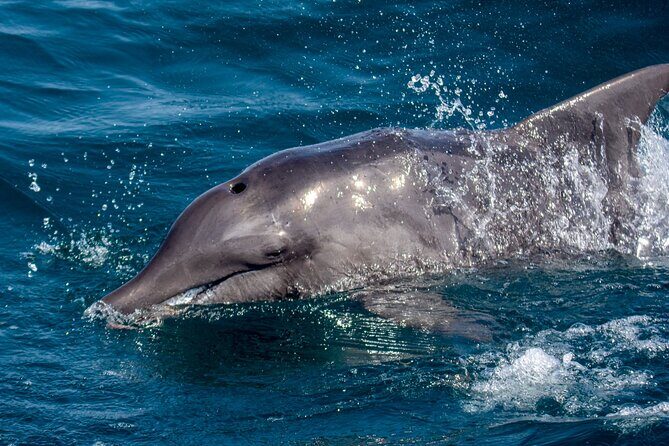 Catamaran Sailing Tour or Whale Watching at Boa Vista - The Sum Up