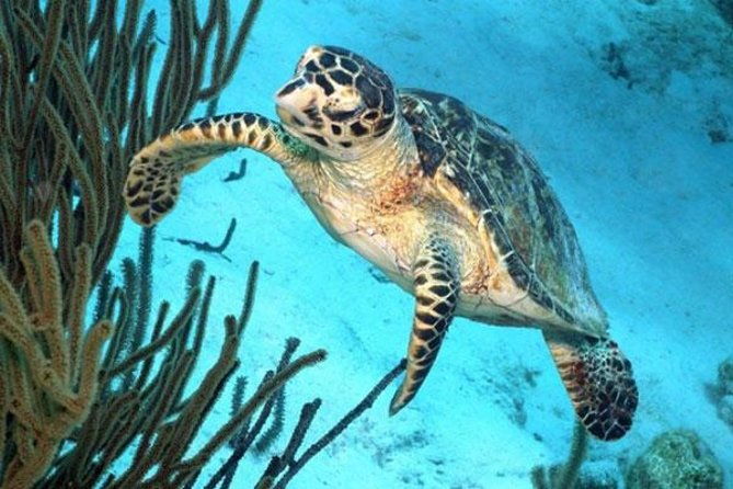 catamaran-snorkel-bbq-sail-cruise-friendly