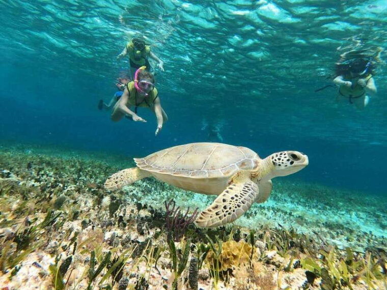catamaranel-cielo-palancar-reef-and-colombia-reef