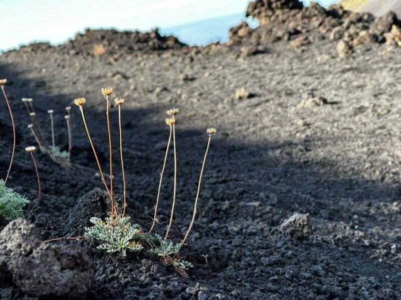 catania-etna-morning-or-sunset-trek-with-lava-tunnel-gear