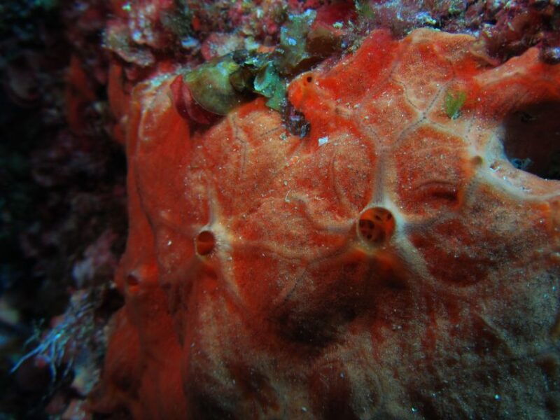 catania-gulf-scuba-diving-tour-with-marine-biologist