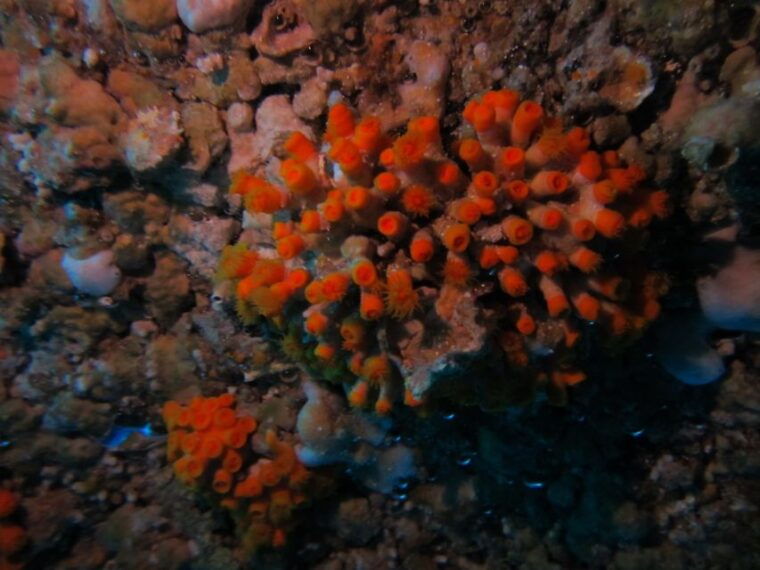 catania-gulf-scuba-diving-tour-with-marine-biologist