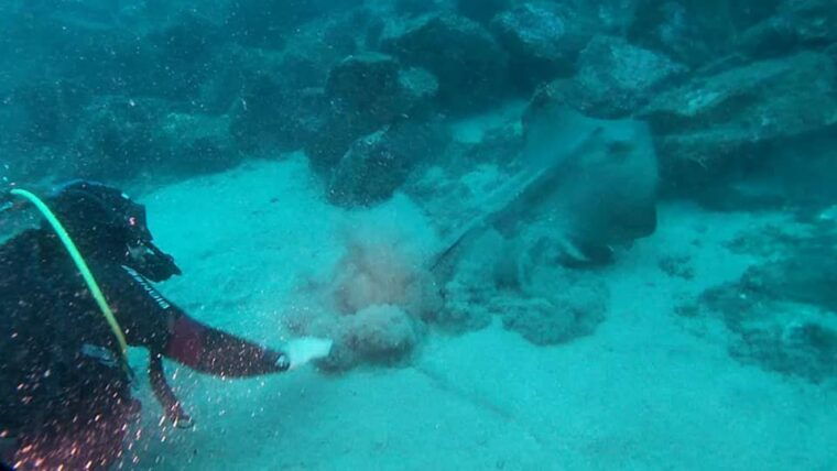 catania-gulf-scuba-diving-tour-with-marine-biologist