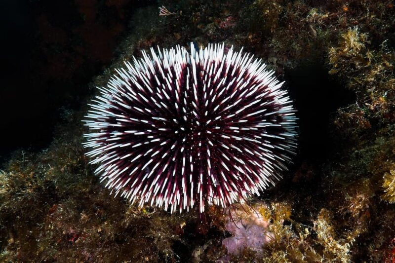 catania-scuba-diving-experience