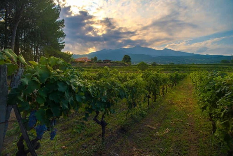 Catania : Wine and Lunch Tour - Exploring the Sicilian Wine and Lunch Tour: What’s Included and Why It Matters