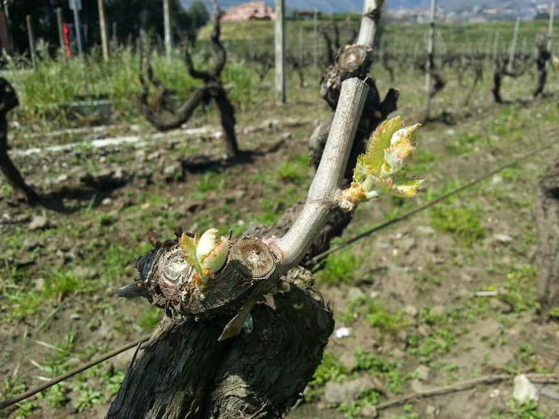 Catania : Wine and Lunch Tour - Visiting the Vineyards and Cellar  