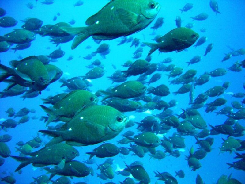 Cathedral Cove Marine Reserve: Snorkeling Boat Trip - An In-Depth Look at the Cathedral Cove Marine Reserve Snorkeling Trip