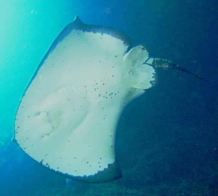 Cathedral Cove Marine Reserve: Snorkeling Boat Trip - Final Thoughts