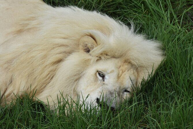 Cats in Conservation - Why This Tour Offers Value
