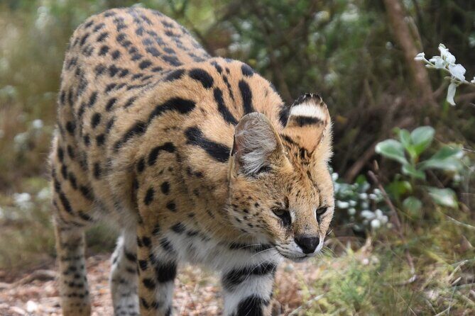 Cats in Conservation - FAQs