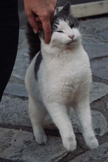 Cats of Athens - Walking Tour - Key Points