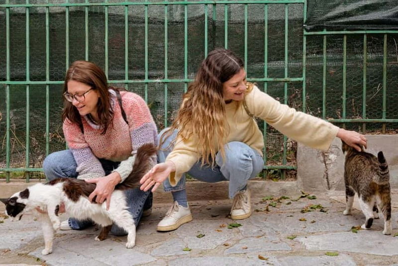 Cats of Athens - Walking Tour - The Experience from the Travelers Perspective