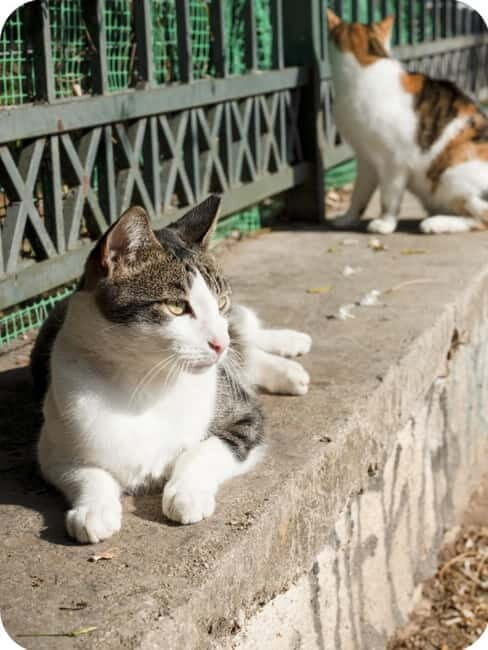 Cats of Athens - Walking Tour - Pricing and Value