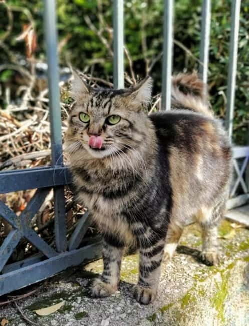 Cats of Athens - Walking Tour - Who Is This Tour Best For?