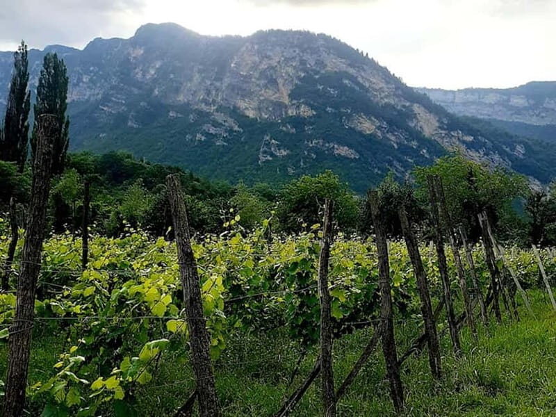 Caucasus: Wine Cellars Tour in Microzones of Racha-Lechkhumi - Key Points