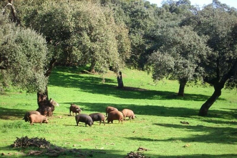 cave-of-wonders-and-ham-museum-of-aracena