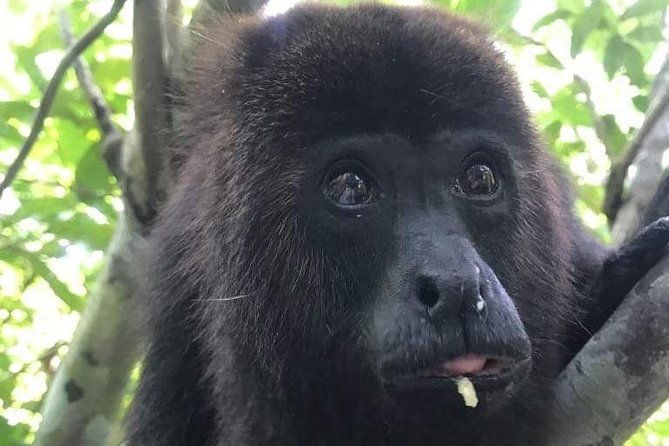 cave-tubing-paradise-and-baboon-sanctuary