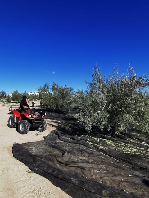 cazorla-oleotour-olive-oil-culture-initiation