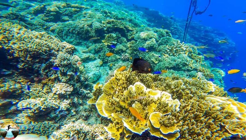 Cebu: 2 Day Island Hopping - Mactan, Moalboal & Kawasan Tour - Key Points