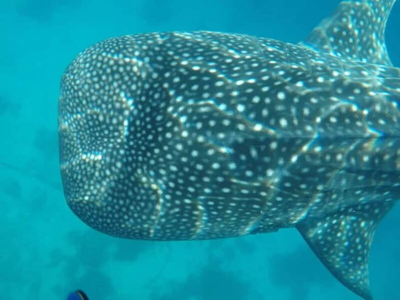 Cebu: 2-Day Private Tour Moalboal and Oslob - Key Points  