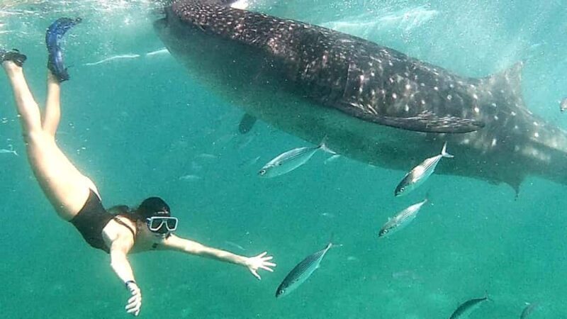 Cebu: 3D2N Best of South Cebu Experience - Exploring South Cebu in 3 Days