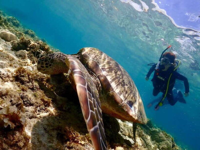 cebu-beach-scuba-diving-experience