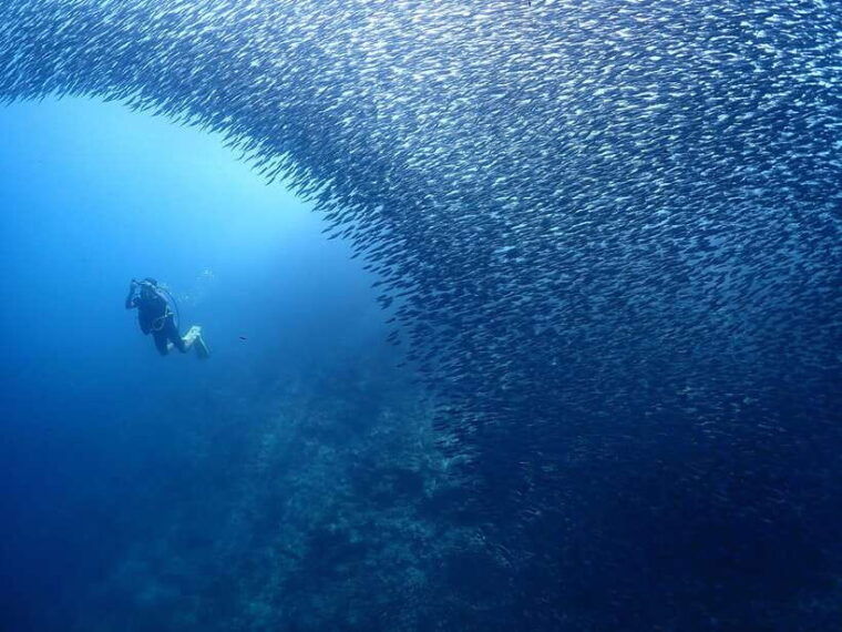 cebu-beach-scuba-diving-experience