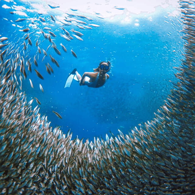 Cebu BEST: Sumilon, Whaleshark and Turtle Snorkeling Tour - Key Points