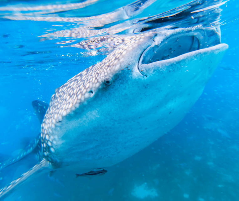 Cebu BEST: Sumilon, Whaleshark and Turtle Snorkeling Tour - An In-Depth Look at the Tour Experience