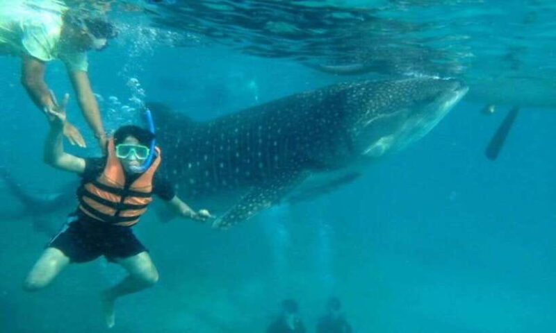 cebu-boat-day-trip-with-whale-shark-swimming-and-lunch