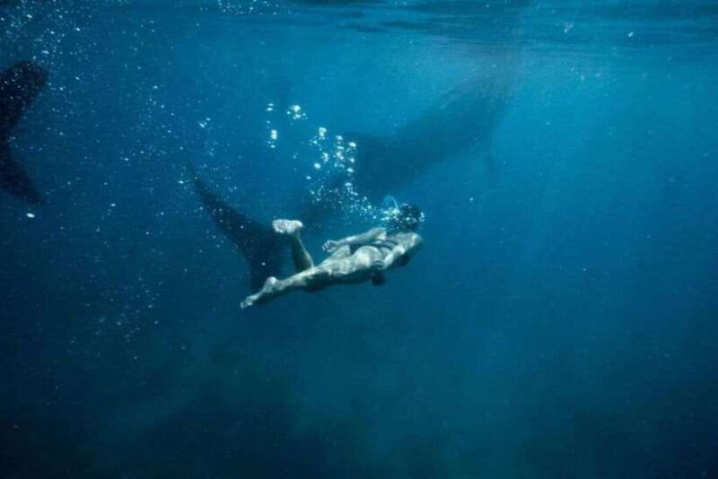 cebu-boat-day-trip-with-whale-shark-swimming-and-lunch