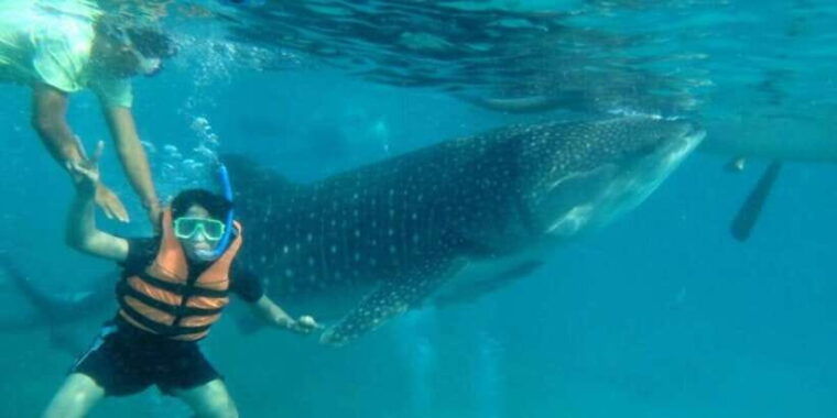 cebu-boat-day-trip-with-whale-shark-swimming-and-lunch